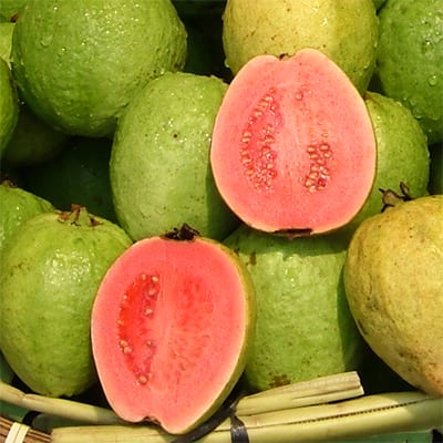Psidium, Common Guava, Tropical Guava Pink