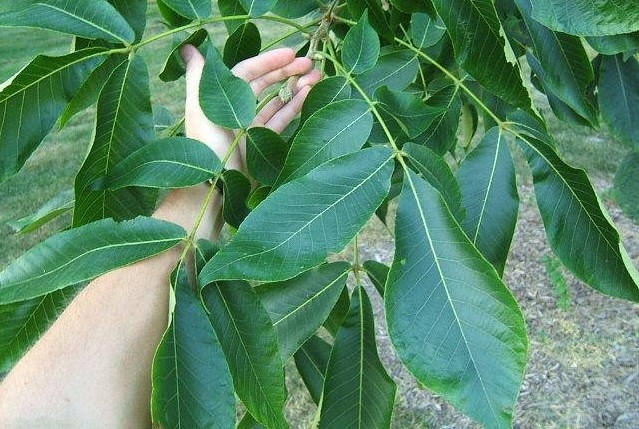 Shellbark Hickory