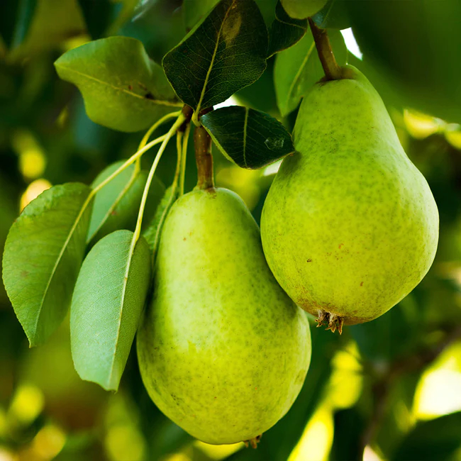 Common Pear, European Pear, Beurre dAnjou DAnjou