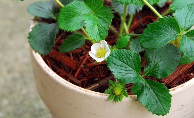 Strawberry Allstar