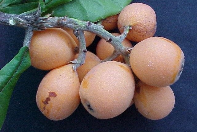 Eriobotrya, Japanese Plum, Loquat Yahuda
