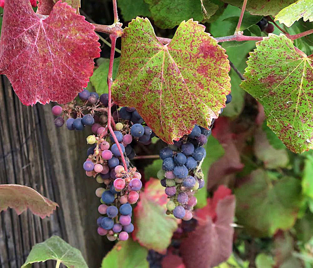 California Grape