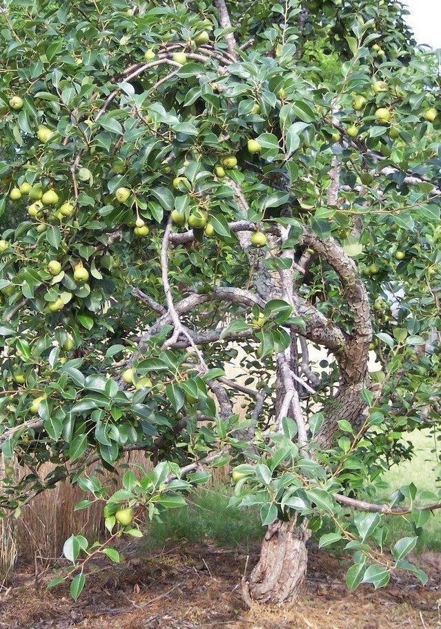 Common Pear, European Pear Kieffer