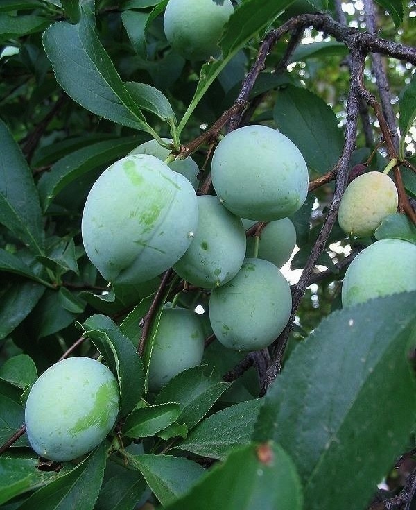 European Plum Greengage