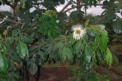 Inga Species, Ice Cream Bean, Monkey Tail, Monkey Tamarind