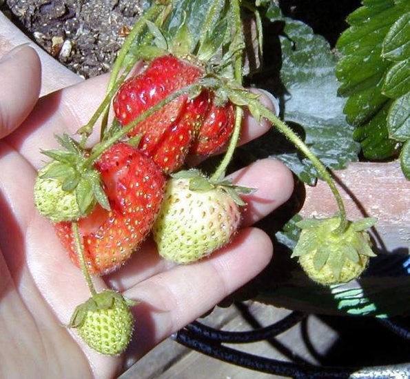 Strawberry Sequoia