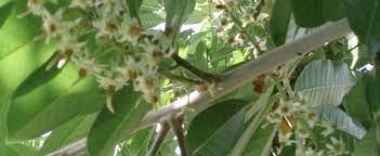 Akee Apple Tree, Achee, Vegetable Brains