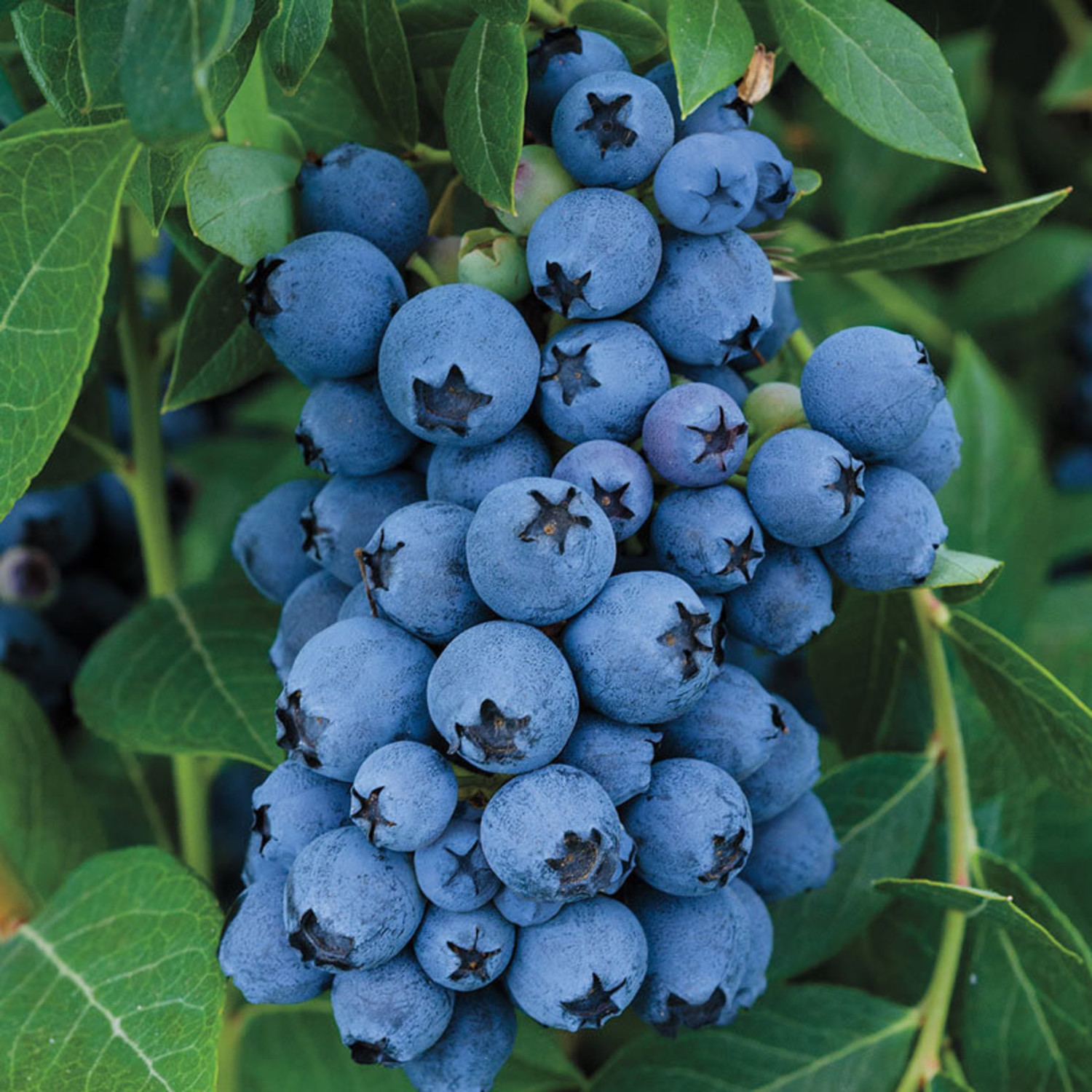 Vaccinium, Southern High Bush Blueberry Jewel
