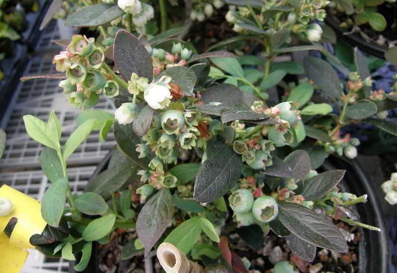Vaccinium, Southern High Bush Blueberry Misty