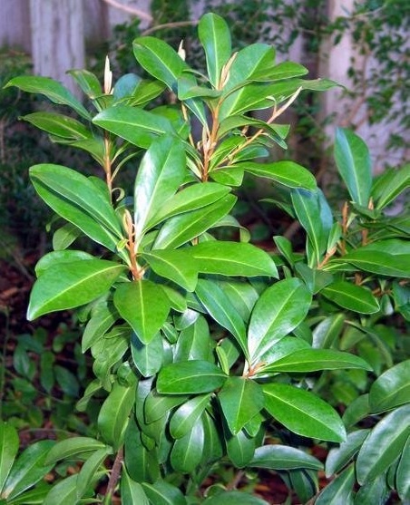 Ardisia Species, Island Marlberry, Dogberry, Marbleberry