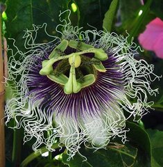 Passiflora, Granadilla, Passion Flower, Passion Fruit, Passion Vine 'Frederick'