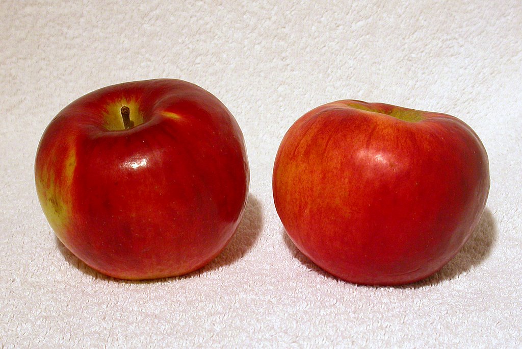 Apple Cortland