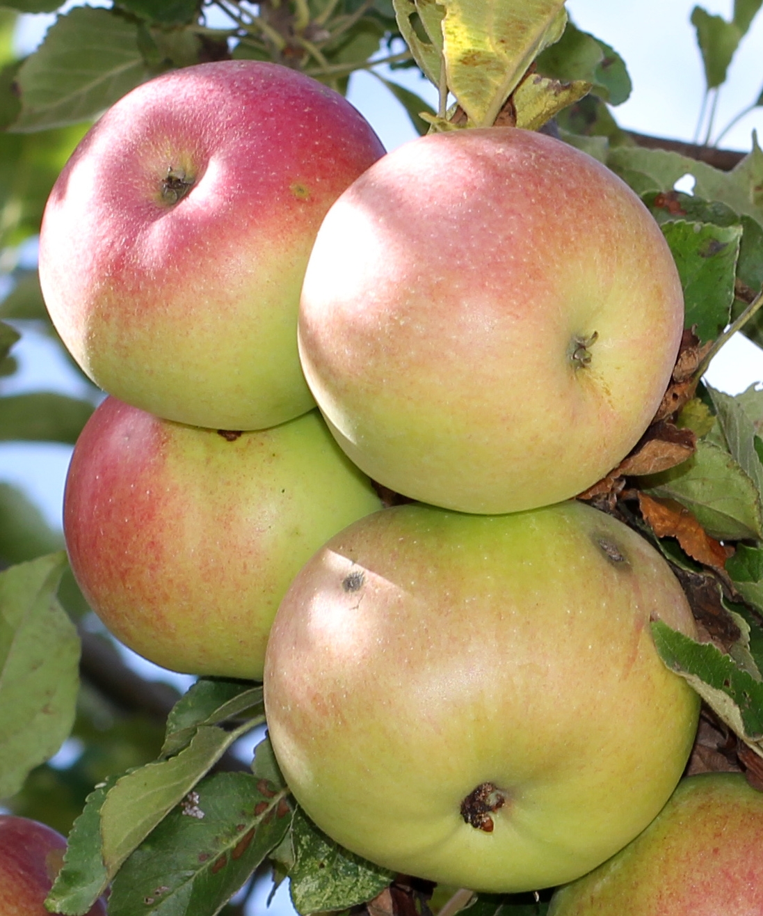 Apple McIntosh