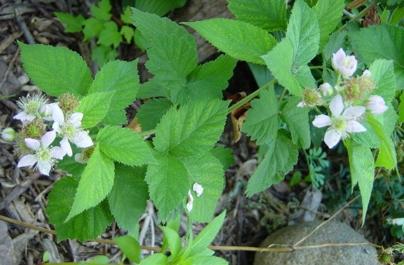 Thornless Blackberry Doyles Thornless