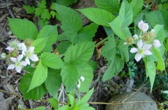 Thornless Blackberry 'Doyle's Thornless'