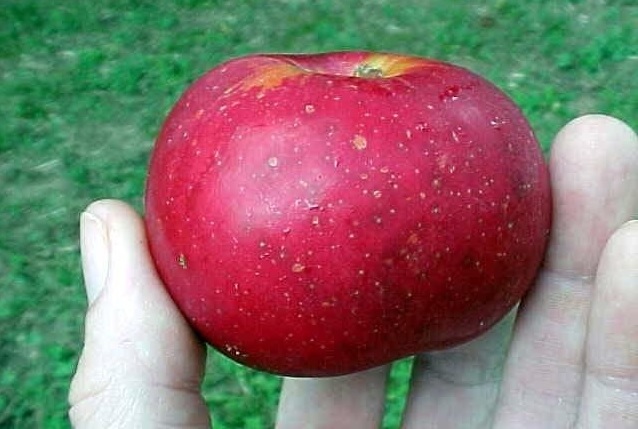 Apple Arkansas Black