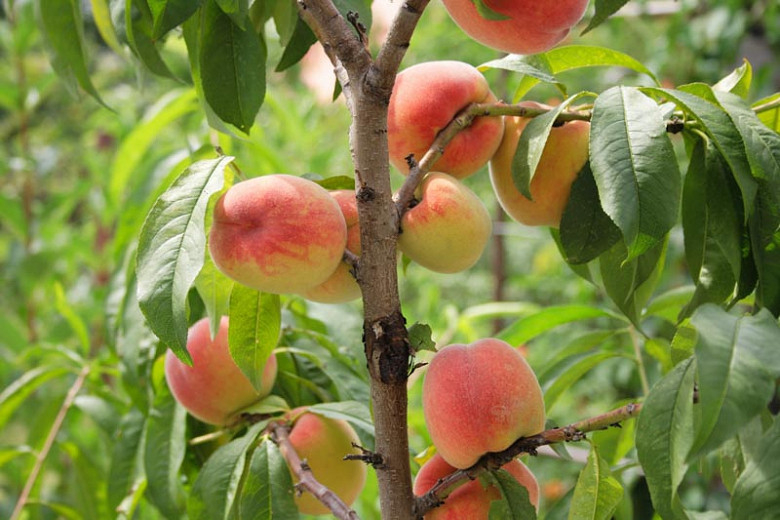 Peach Reliance