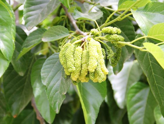 White Mulberry Pakistan