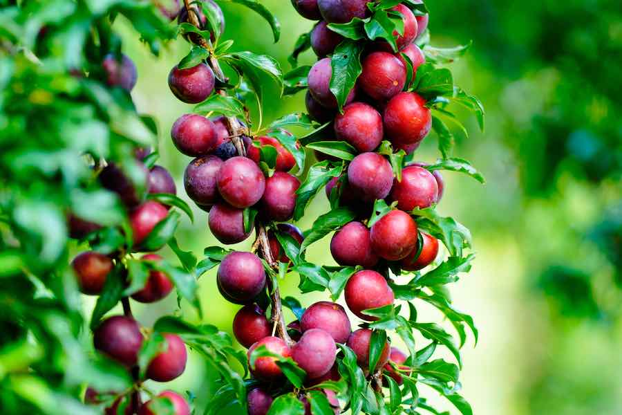 Japanese Plum Satsuma