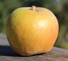 Apple Ashmeads Kernal