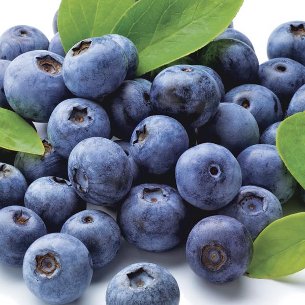 Vaccinium, Half-High Highbush Blueberry Northblue