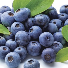 Vaccinium, Half-High Highbush Blueberry 'Northblue'