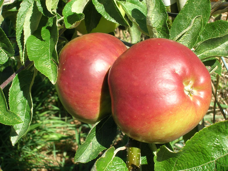 Apple Priscilla