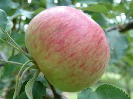 Apple Wolf River