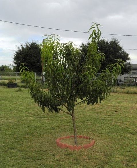 Peach LaFeliciana