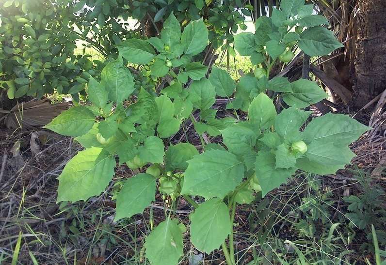 Cutleaf Groundcherry, Wild Tomato, Winter Cherry