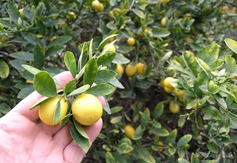Limequat Eustis