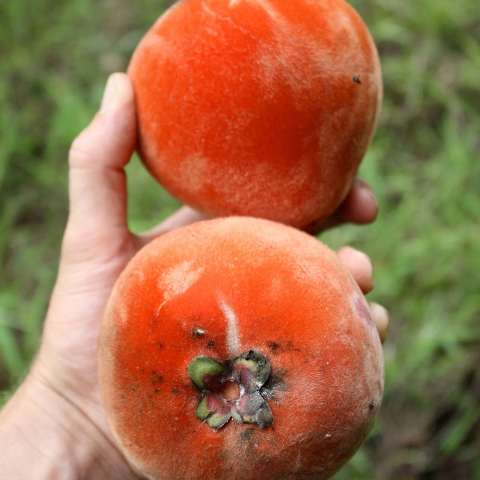 Velvet Apple, Mabolo
