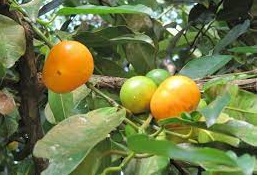 False Mangosteen, Yellow Mangosteen