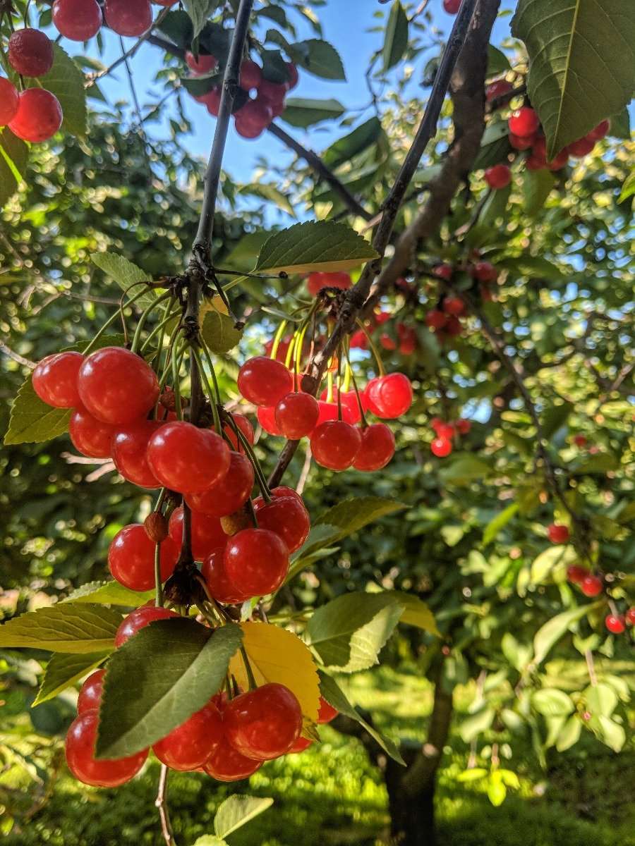 Sour Cherry, Pie Cherry Surefire
