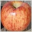 Apple Cameo