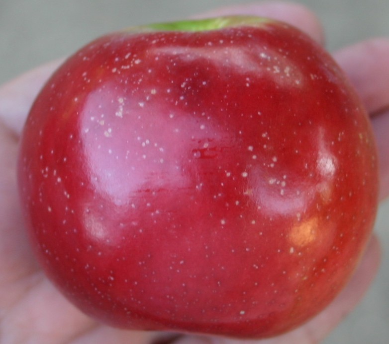Apple Enterprise