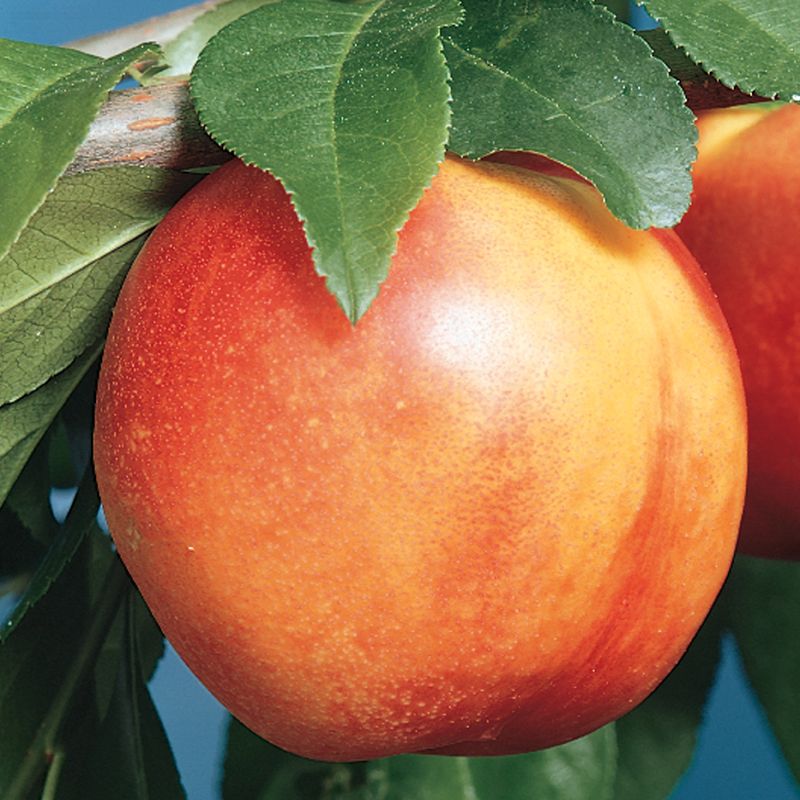 Nectarine Mericrest