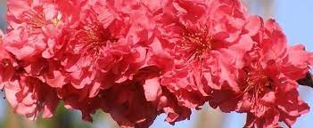 Prunus, Peach Red Baron