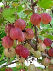 Gooseberry 'Pixwell'
