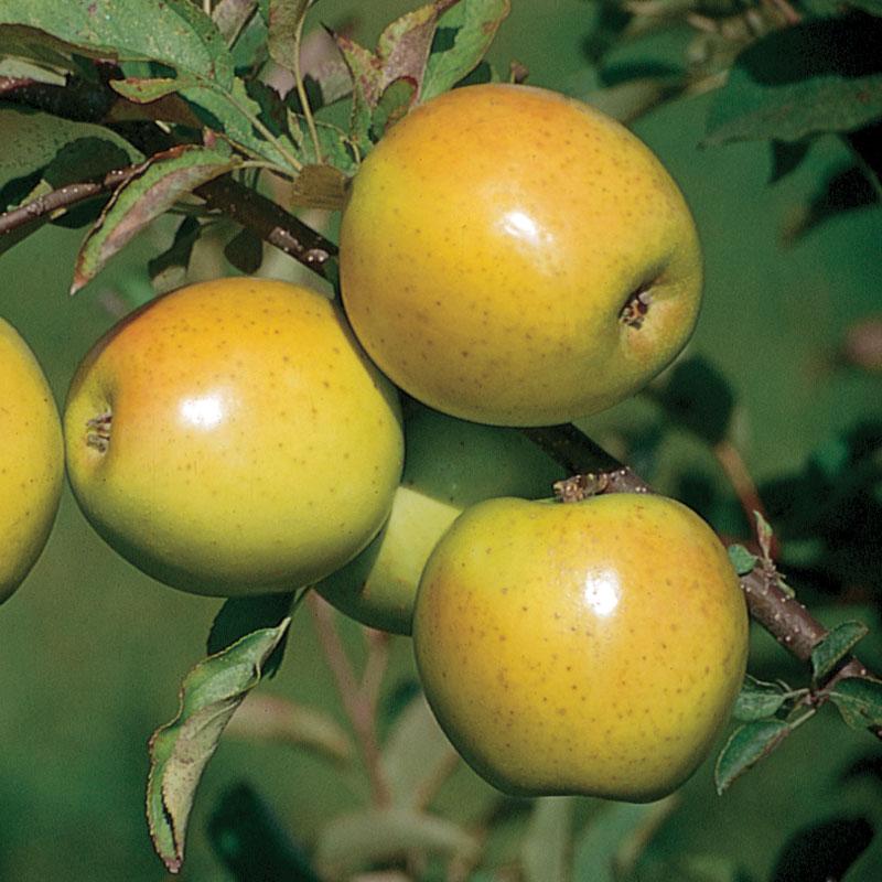Apple Gold Rush
