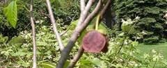 Pawpaw, Paw Paw, Papaw, Poor Man's Banana, Michigan Banana 'Duckworth A'