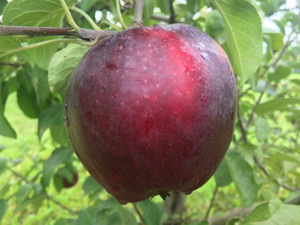 Apple Williams Pride