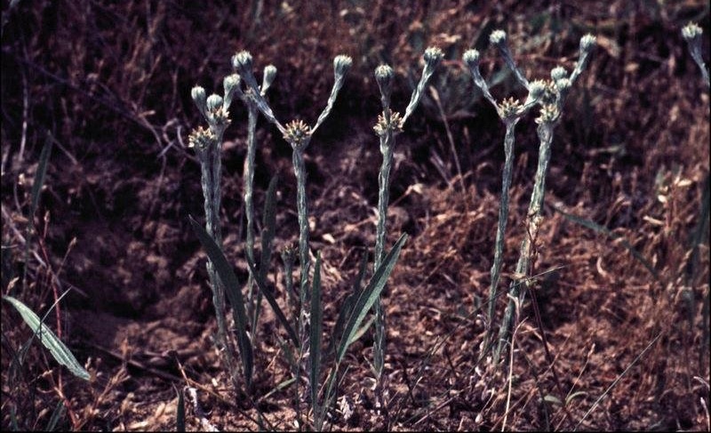 Common Cudweed