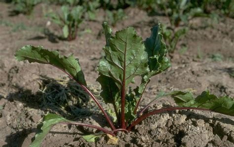 Beet Little Chicago