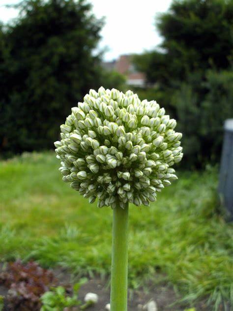 Allium, Garden Onion, Edible Onion Sweet & Early