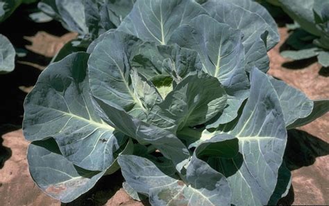 Cabbage Green Briar
