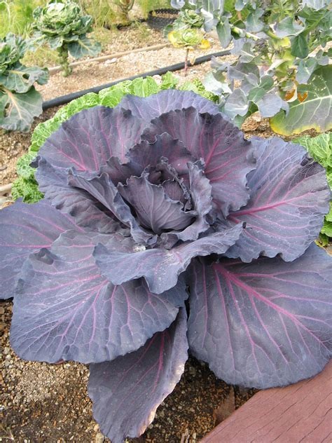 Cabbage, Red Royal Rose