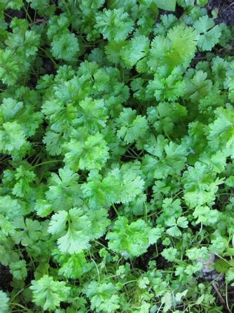 Petroselinum, Parsley Starke