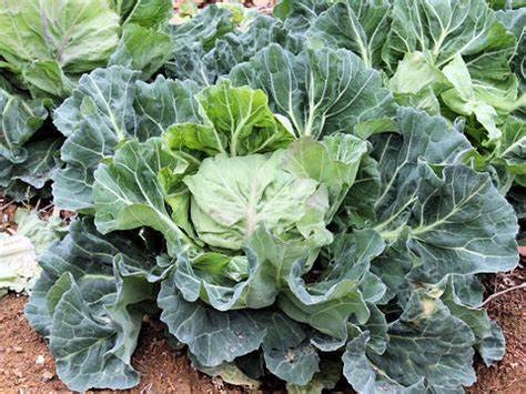 Cabbage Victor Boy