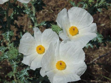 Chisos Mountain Pricklypoppy